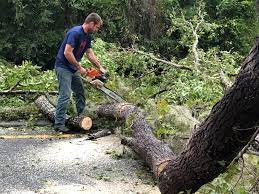 Why Choose Our Tree Removal Services in Temple, TX?