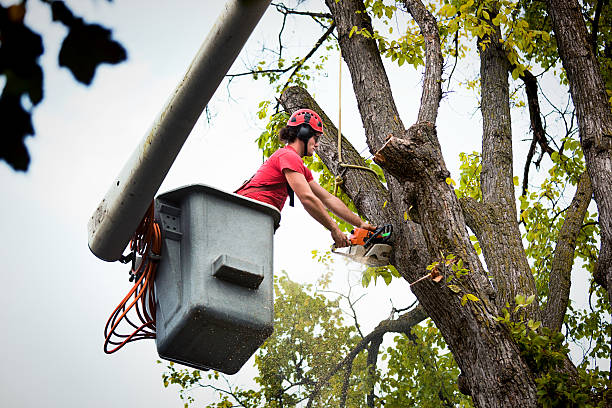 Reliable Temple, TX  Tree Services Solutions