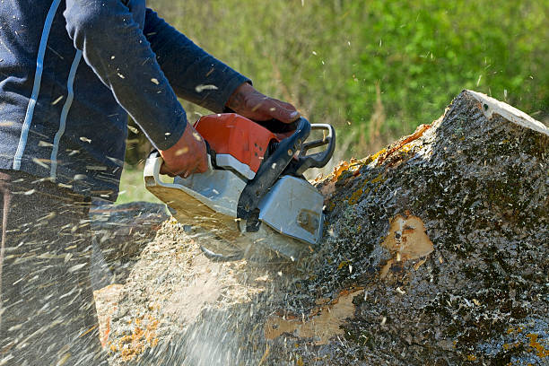 Seasonal Cleanup in Temple, TX